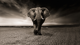 African Elephant 4k Google Meet Background