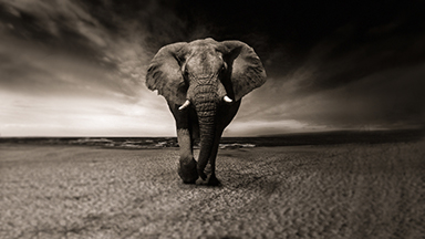 African Elephant Google Meet Background