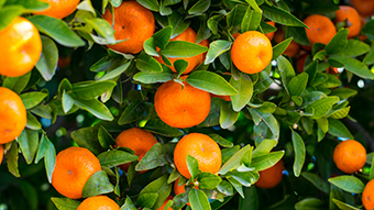 Citrus Fruit Google Meet Background