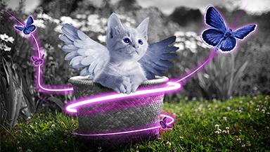 Fairy Kitten Google Meet Background