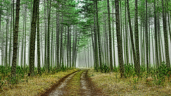 Green Forest Road Google Meet Background