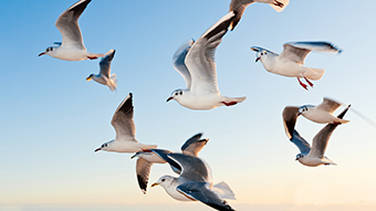 Gulls Google Meet Background
