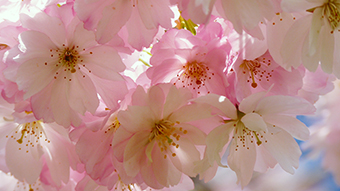Japanese Cherry Blossom Google Meet Background