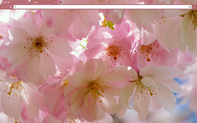 Japanese Cherry Blossom Google Chrome Theme