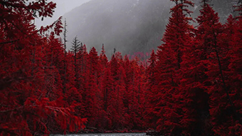 Red Forest Chromebook Wallpaper