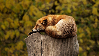 Sleeping Fox Google Meet Background
