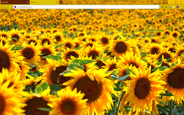 Solarized Sunflowers Google Chrome Theme - Theme For Chrome