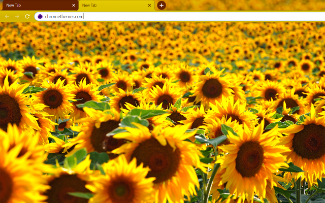 Solarized Sunflowers Chrome Theme - Theme For Chrome