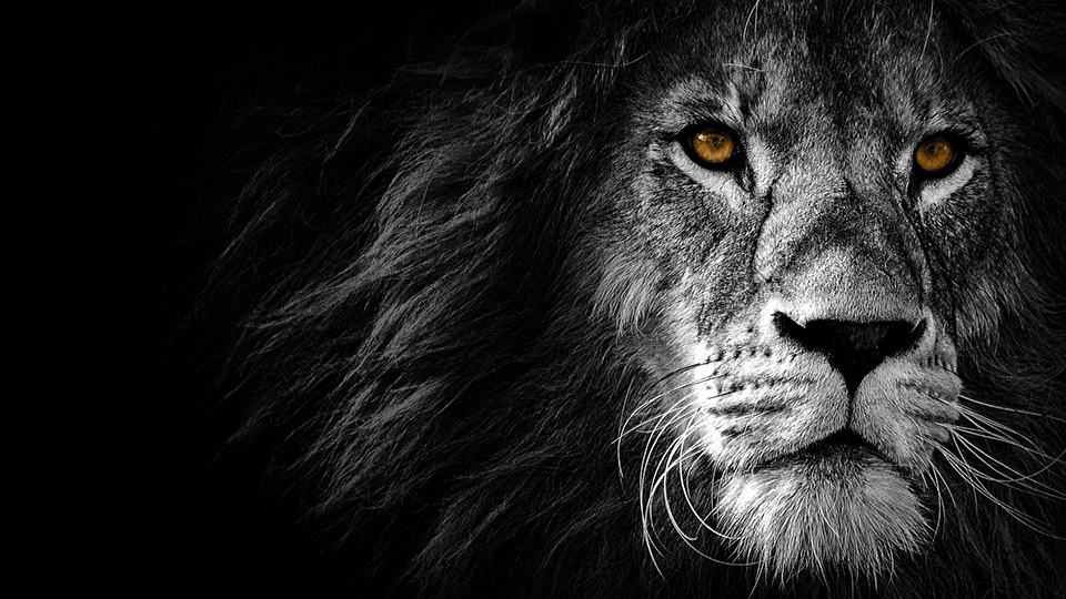 Wild Lion wallpaper for Chromebook
