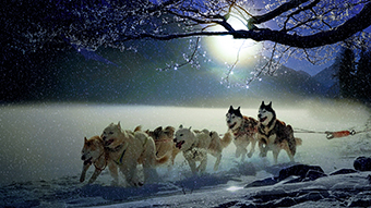 Winter Dogs Google Meet Background