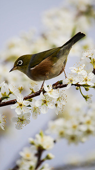 Blossom Bird